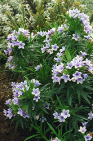 Lithodora zahnii